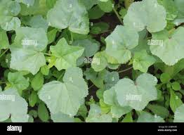 Image result for Malva verticillata