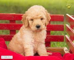 Australian labradoodle adoption information from mountain creek labradoodles. Labradoodle Puppy For Sale Labradoodle Puppy Puppies Labradoodle Puppies For Sale