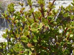 Image result for Myrothamnaceae