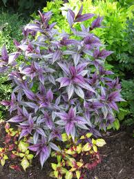 Image result for Strobilanthes