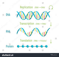 Dna Replication Transcription And Translation The Central Dogma Of Molecular Biology Vector Illu Transcription And Translation Dna Replication Central Dogma