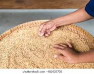Farmers Sit Sorting Grain Rice Apart