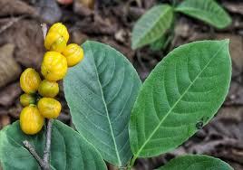 Image result for Casearia