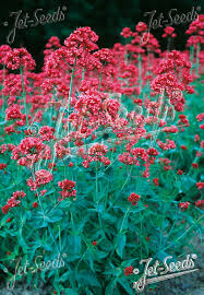 Image result for Centranthus