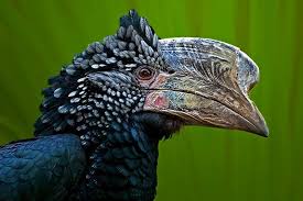 Black Bird With White Tail Tip Silvery Cheeked Hornbill Bycanistes Brevis The Head Is Silver Grey And The Rest Of The Plumage Is Iridescent Black Except For Tail Feathers Silvery Lizard