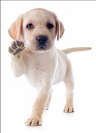 Our mission is to equip pet owners with the convenience to purchase pet food for their loved ones at the ease of their fingertips! Malaysia 1 Pet Shop Buy Pet Food Supplies Online Pets Wonderland