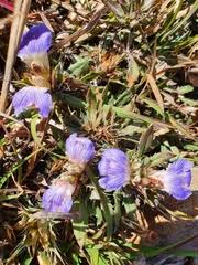 Image result for Blepharis dunensis