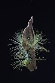 Image result for Tridactyle filifolia