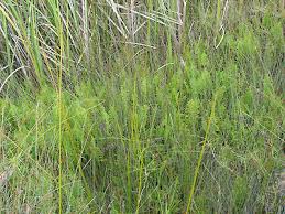 Image result for Thelypteris confluens