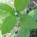 Image result for Richardia brasiliensis