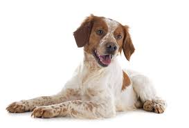 Epagneul Breton Un Fantastico Cane Da Caccia Cani Da Caccia Razze Di Cani Cani