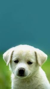 Cute Puppy Being Silly Cute Puppies Puppies Cute White Dogs