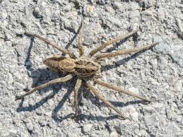 How big can a wolf spider get? Spiders Latest News Breaking Stories And Comment The Independent