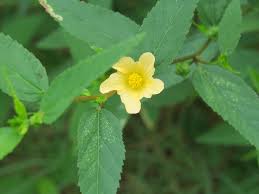 Image result for Sida ovata