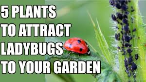 We did not find results for: How To Attract Ladybugs To Your Garden 5 Ladybug Attracting Plants Youtube