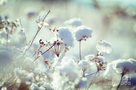 Winter flower pictures to create winter flower ecards, custom profiles, blogs, wall posts, and winter flower scrapbooks, page 1 of 18. Winter Flowers Photograph By Monika Wisniewska