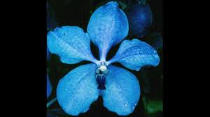 Image result for Vanda coerulea