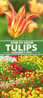 How To Grow And Care For Tulips Gardener S Path Growing Tulips Planting Bulbs Tulips