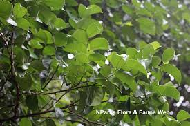 Image result for Strombosia