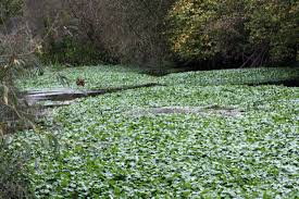 Image result for Hydrocotyle ranunculoides