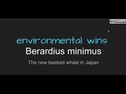 Berardius minimus , & in et al., 2019: Berardius Minimus Youtube
