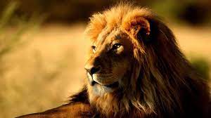 Lion King Photos Best Wallpaper Hd Lion Images Lion Pictures Animals