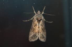 Image result for Autographa macrogamma