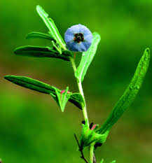 Image result for Trichodesma