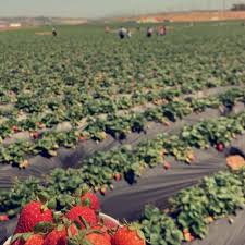 We did not find results for: U Pick Carlsbad Strawberry Co 12 Tips