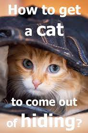 See full list on wikihow.com How To Get A Cat To Come Out Of Hiding Thecatsite Articles