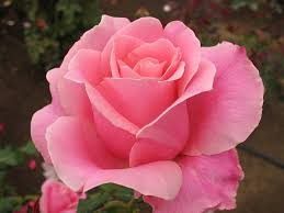Pink Roses Hd Wallpapers - Beautiful Pink Rose Hd, Hd Wallpapers ...