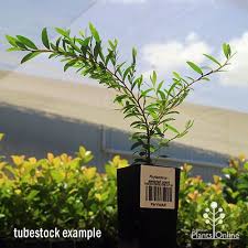 Image result for Phyllanthus