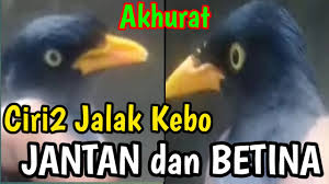 Selecting the correct version will make the pikat jalak kebo offline app work better, faster, use less battery. Cara Membedakan Jalak Kebo Jantan Dan Betina Sangat Akhurat Mudah Tidak Ribet Cute766
