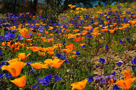 Valley of flowers (uttarakhand) blossoms every summer for a few weeks only. Valley Of Flowers Trek Himalayas 4th To 9th August 2014