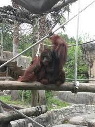 Our Male Orangutan Goyang At Tampa S Lowry Park Zoo Male Orangutan Orangutan Zoo