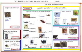 Svt 6eme Vive Les Svt Les Sciences De La Vie Et De La Terre Au College Et Au Lycee Part 2 Classification Des Animaux Cellule Animale Collemboles