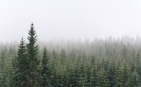 Game review, gameplay, free download links, and tips with latest updates. Winter Forest Free Stock Photo Libreshot