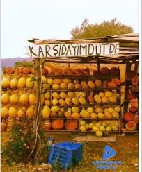 Kedi Tasagi