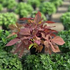 Image result for Ipomoea barteri