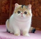 Kittens - For Sale Classifieds in Sterling, Virginia ...