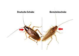 Fliegende schaben sind nicht schön anzusehen und lösen bei manchen menschen regelrechten ekel aus. Bernsteinschaben Schabe Ist Nicht Gleich Schabe