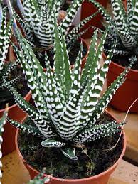 We did not find results for: Haworthia Fasciata Big Band Paris Cote Jardin
