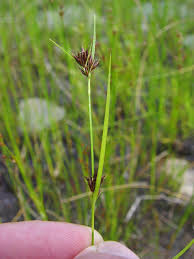 Image result for Rhynchospora gracillima