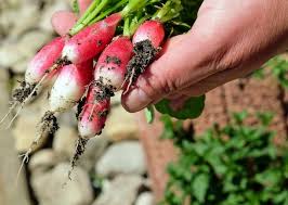 Asparagus is one of the first vegetables of spring and it's a perennial too. Vegetable Gardening For Beginners The Basics Of Planting Growing The Old Farmer S Almanac