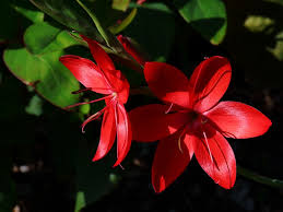 Image result for Hesperantha