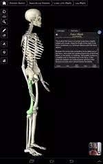 Download essential skeleton 3 app for android. Essential Skeleton 3 Apk 1 1 3 Download For Android Download Essential Skeleton 3 Xapk Apk Obb Data Latest Version Apkfab Com