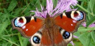 Las Aves Y Mariposas Se Desplazan Hacia El Norte Para Esquivar El Cambio Climatico