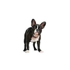With the trip from boston to grand rapids taking a minimum of 3 hours and 23 minutes, you'll have enough time to kick back and enjoy the ride. Boston Terrier Puppies For Sale Grand Rapids Mi Barking Boutique