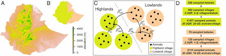 Culturally, the lowlands and the highlands diverged from the later middle ages into the modern period, when lowland scots replaced scottish gaelic throughout most of the lowlands. A Dynamic Model Of Transmission And Elimination Of Peste Des Petits Ruminants In Ethiopia Pnas