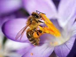 Amazing facts of honey bee plants & flowers producing true honey bee keeping in honey business anotomy of honey bee colonies of this group includes plants that do not grow or are rarely found in nature, but they are the best honey plants and sown specifically for honey collection 7 Benefits Of Bee Pollen What Are The Benefits Of Bee Pollen